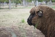 sheep-wool-animal-farm-lamb-633947.jpg