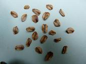 seeds-sequoia-seeds-germ-germinate-3815.jpg