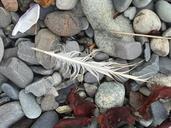 pebbles-feather-seashore-shore-1007887.jpg