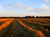 straw-grain-agriculture-evening-sun-875925.jpg