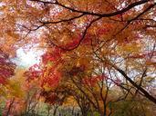 landscape-autumn-autumn-leaves-606346.jpg