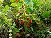 pepper-crop-paprika-pods-red-61719.jpg