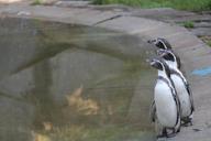 penguins-humboldt-penguins-zoo-trio-935980.jpg