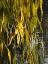 willow-leaves-leaves-silver-willow-10711.jpg