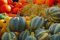 pumpkin-squash-gourd-autumn-567689.jpg