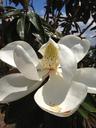 magnolia-blossom-spring-281450.jpg