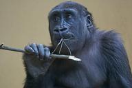 gorilla-ape-primate-monkey-watch-1464010.jpg