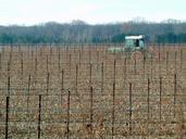 vineyard-agriculture-farming-grapes-74604.jpg