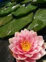 water-lily-lily-pad-pond-lotus-408058.jpg