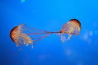 jellyfish-ocean-creatures-fish-430663.jpg