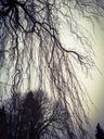 weeping-willow-kahl-tree-plant-385808.jpg