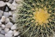 cactus-flower-nature-plants-plant-429289.jpg