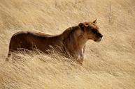 lion-lioness-wild-cat-wildcat-63384.jpg