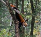 A red panda from the ZOO Ljubljana.jpg