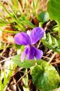 violet-purple-spring-flower-park-976089.jpg