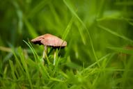 fungus-september-fall-947659.jpg