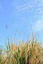 grass-field-yellow-sky-blue-536413.jpg