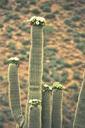 saguaro-cactus-cactus-blossom-plant-276676.jpg