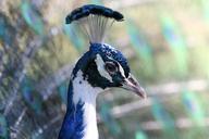 peacock-bird-nature-animals-animal-455448.jpg