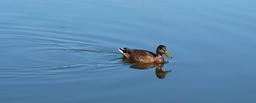 mallard-mirroring-duck-water-909177.jpg