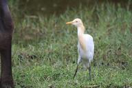 cattle-egret-white-bird-egret-ibis-429350.jpg