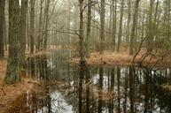 swamp-forest-trees-pine-wetland-851827.jpg