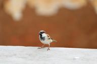 sparrow-birds-nature-animal-1022230.jpg