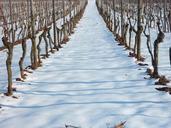 vineyard-vineyard-in-winter-vine-636229.jpg