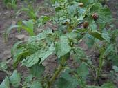 potato-colorado-potato-beetle-375232.jpg