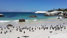 penguins-beach-tropical-sand-white-857208.jpg