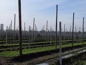 agriculture-fruit-orchard-planting-537711.jpg