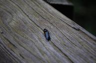 beetle-wood-grey-nature-insect-669603.jpg