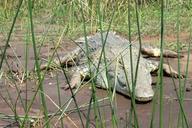 crocodile-lake-chamo-ethiopia-nile-1006774.jpg