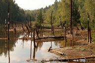 swamp-trees-branches-rotten-water-1190223.jpg