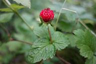 strawberry-wild-strawberry-plant-1465655.jpg