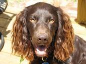 working-dog-spaniel-sport-hunting-569958.jpg