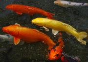 aquarium-fish-colored-carp-koi-fish-1447475.jpg