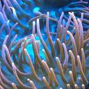 aquarium-water-sea-anemone-reef-1138683.jpg