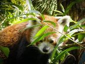 red-panda-ailurus-fulgens-ursine-335367.jpg