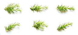 rosemary-set-collection-natural-1661525.jpg