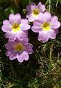 primrose-flower-plant-primula-291294.jpg