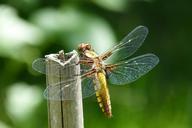 dragonfly-sailing-dragonfly-353404.jpg