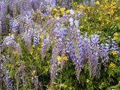 wisteria-bloom-purple-flower-1295701.jpg