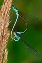 dragonfly-insect-macro-647858.jpg