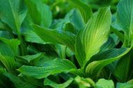 hosta-water-droplets-on-leaf-1301820.jpg