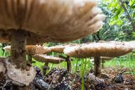 mushrooms-fungi-boletus-autumn-200872.jpg