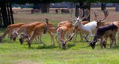 deer-roe-deer-herd-white-164193.jpg