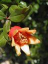 pomegranate-flower-tree-garden-1002990.jpg