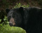 americanus-ursus-bear-black-big-387035.jpg