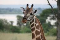 giraffe-uganda-animal-1177004.jpg